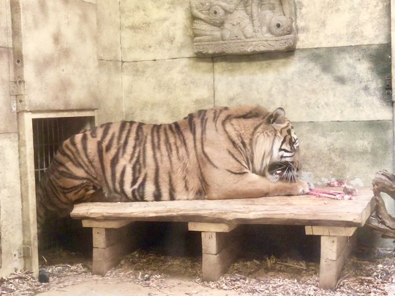 Oje. Wenn man diese scharfen Zähne sieht, hat man plötzlich gar keine Lust mehr, so einen Tiger mal zu streicheln ... 