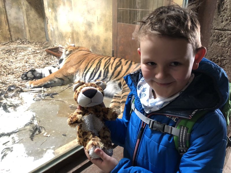 Gestatten? Das ist Leo! Und der besucht heute seine Verwandten im Zoo Osnabrück, unter anderem die Tiger Argo und Diana.