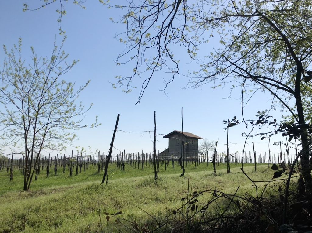 In den höheren Lagen wird Wein angebaut. Schon die Römer kultivierten hier die Nebbiolo-Traube.