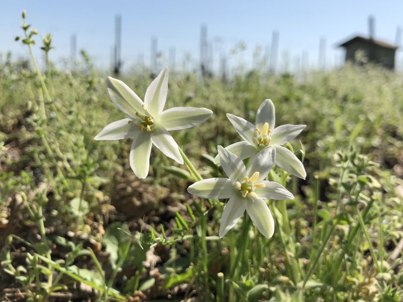 Gorgonzola, Reis und andere Leckereien: Die herrliche Landschaft des Piemont bietet den Rahmen.