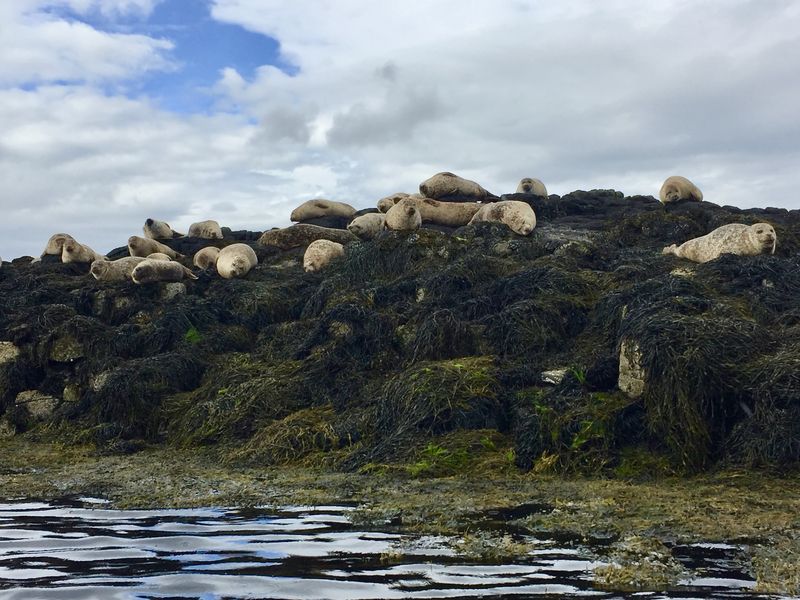 Auf den Felsen im Wasser lebt eine muntere Robben-Kolonie. Die Tiere haben keine Angst vor den Menschen.