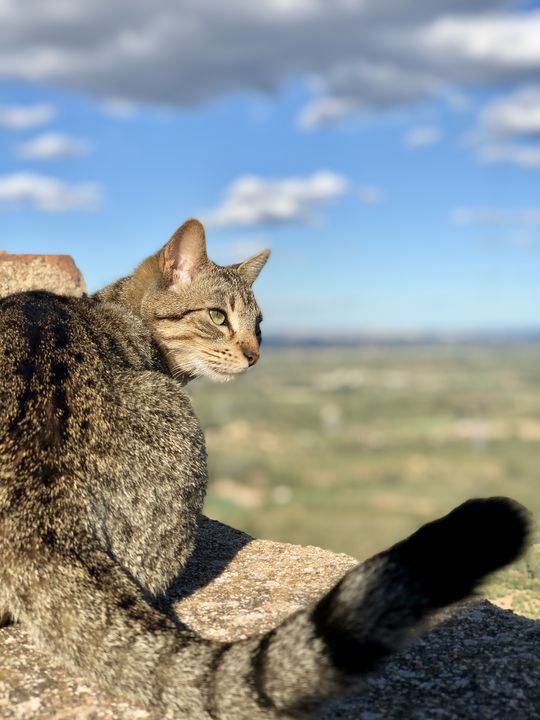 Auch diese Katze scheint den Ausblick und die Ruhe des Ortes zu genießen. Miró soll fast täglich hergekommen sein.