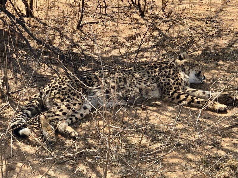 Nach dem Essen heißt es wieder eine Runde ausruhen! Beim Cheetah Conservation Fund haben die Geparden ein zweites Zuhause gefunden.
