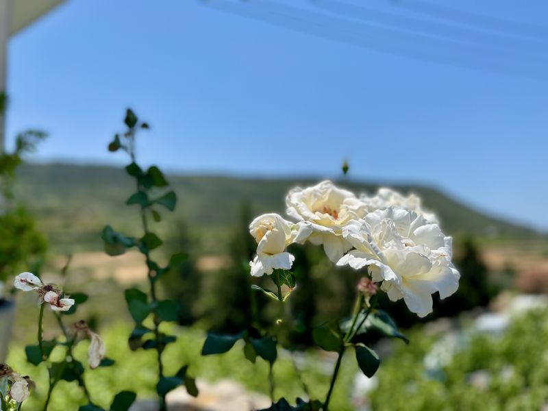 <p>Rosenpracht und üppig tragende Rebstöcke: Die Anbauregion Krasochoria ist ein kleines Paradies.</p>