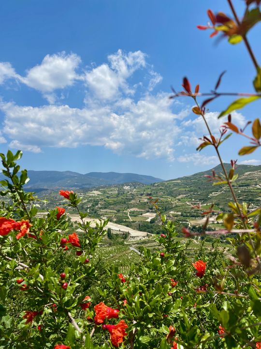 Limassol bietet perfekte Bedingungen für den Weinanbau auf Zypern.