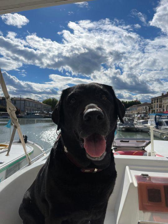 Hausboot mit Hund: Angekommen! Emma wartet darauf, dass die Crew zum Landspaziergang in Beaucaire aufbricht.