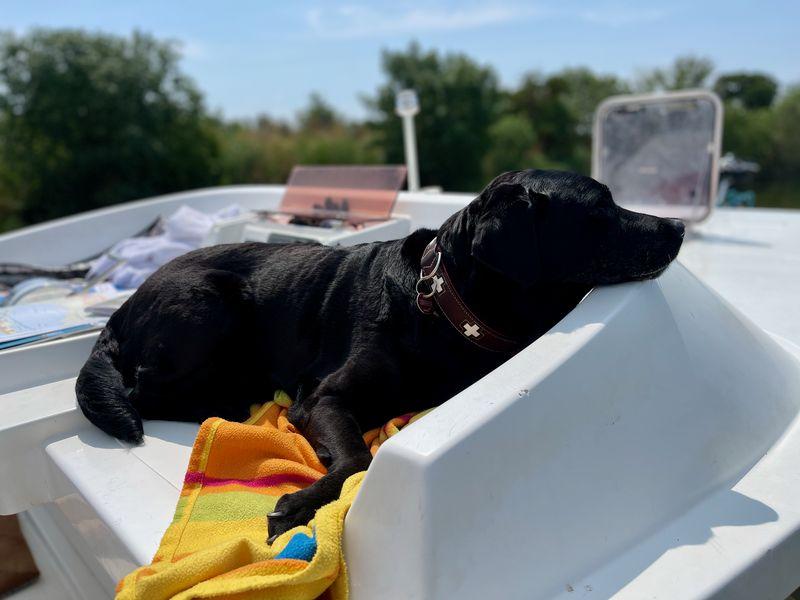Hausboot mit Hund: Die Schnuppernase in den Fahrtwind gestreckt geht Emma auf Abenteuerreise.