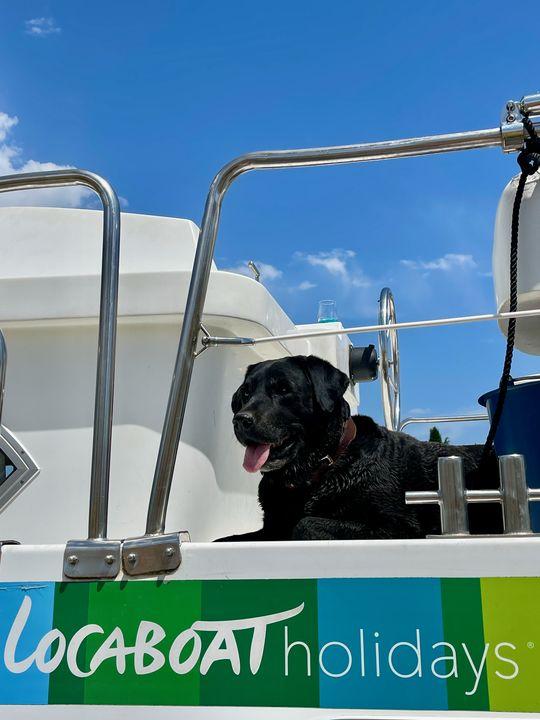 Hausboot mit Hund: Die Crew stellt sich vor - Labradorhündin Emmi.