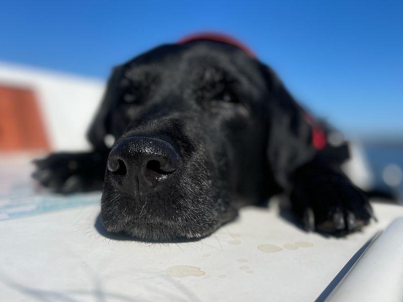 Hausboot mit Hund: Entspannung bei frischer Brise: Der kühle Fahrtwind tat Emmi sichtlich gut.