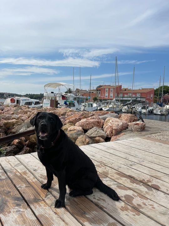 Hausboot mit Hund: Der Badesteg in Bouzigues bot Gelegenheit für ein bisschen Abkühlung.