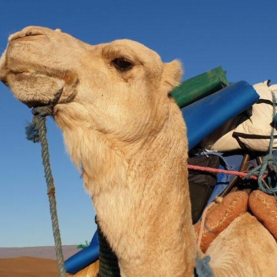 Bitte schickt mich in die Wüste: Kamele und Dromedare gehören zu einer Wüstentour natürlich dazu! Doch wer einmal auf ihnen geritten ist, weiß, dass das nicht die bequemste Fortbewegungsart ist.